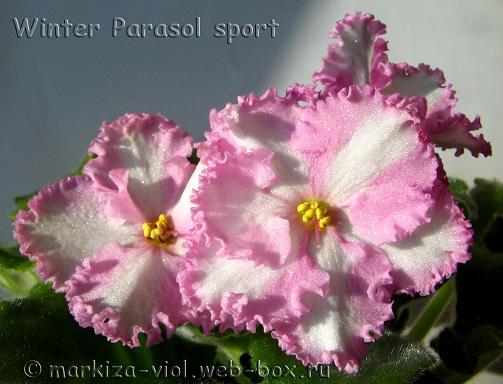 Winter Parasol sport.JPG