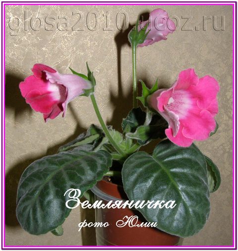 Zemlyanichka_byket222.jpg
