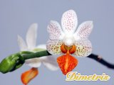 . Phalaenopsis Mini Mark