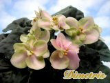 :  . Heartland_s Lime Sherbet  (D.Martens)