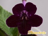. Bristol_s Xolo