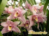 . Cymbidium Burgundian Chateau