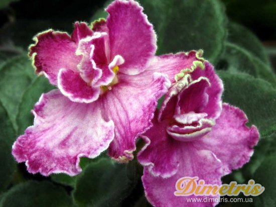 :   Dolores_ Chantilly Lace (D.Harrington) 