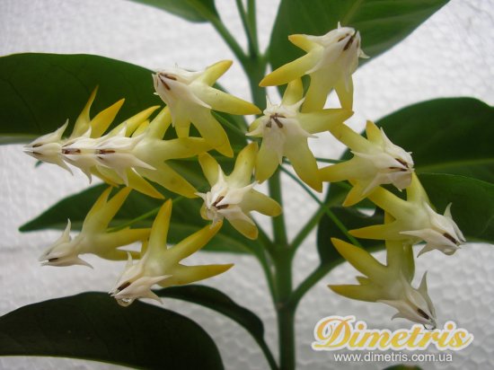   Hoya multiflora