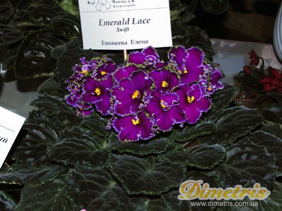 :   Emerald-Lace
