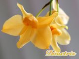 . Dendrobium moschatum