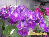 . Picotee Dream (Thompson)