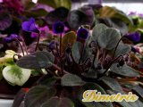 : , . Vallarta Campanas Moradas (G. Beck)