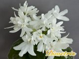 : , . Lunar Lily -white