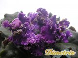 :  . Ruffles (Pittman)