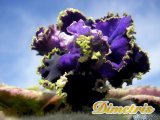 :  . Deadly Sting (Sorano)