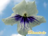 . Deanie_s Jane Marie (E. Underhill)