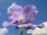 . Bristols Seventh Heaven (Robinson)