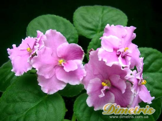 :   Misty Lady (R.Scott)