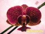 . Phalaenopsis 5