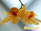 .   Dendrobium moschatum