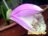 . Pleione