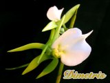 . Angraecum Eburneum