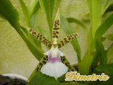 . Aspasia Lunata