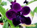 . Bristols Black Jacket (R. Robinson)
