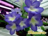 . Bristols Blue Lemon  (R. Robinson)  