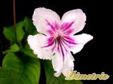 . Bristols Daisy Jane (R. Robinson)