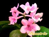 . Bristol_s Pink Tease (R. Robinson)
