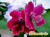 . Bristol_s Tropical Twister (R. Robinson)