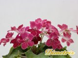 . Bristols Ravishing Ruby (R.Robinson)
