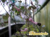  . Ceropegia Woodii