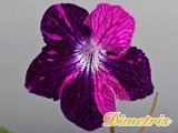 Selected Dimetris varieties. DS-Little Plushy Arctic Fox-2 (Dimetris, 2010)