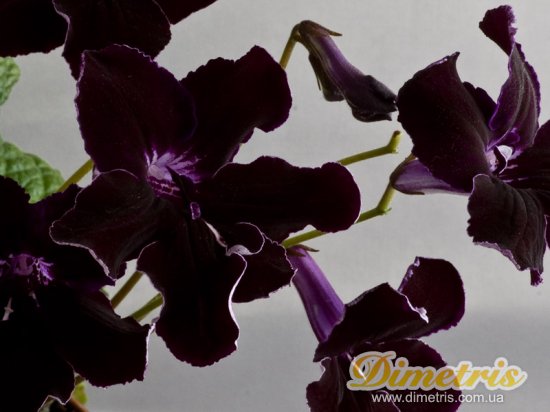 Selected Dimetris varieties DS-Sea Eagle (Dimetris, 2009)