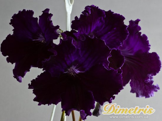 Selected Dimetris varieties DS-Siberia (Dimetris, 2009) Selected Dimetris varieties DS-Siberia (Dimetris, 2009)