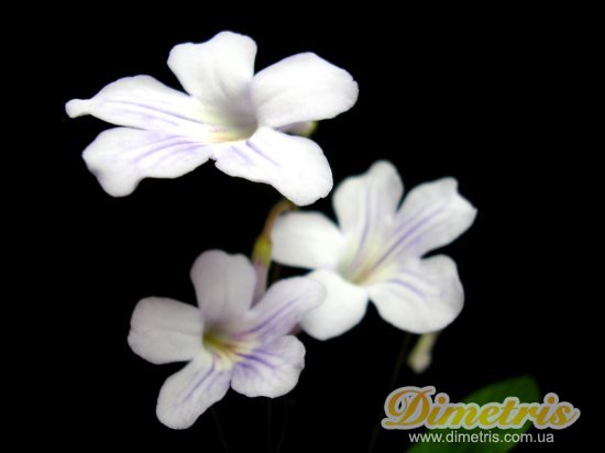  Lavender Rosette (D. Martens)