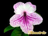 . Orchid Lace (LLG)