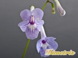 . Overnight-Scentsation (K.Estridge)