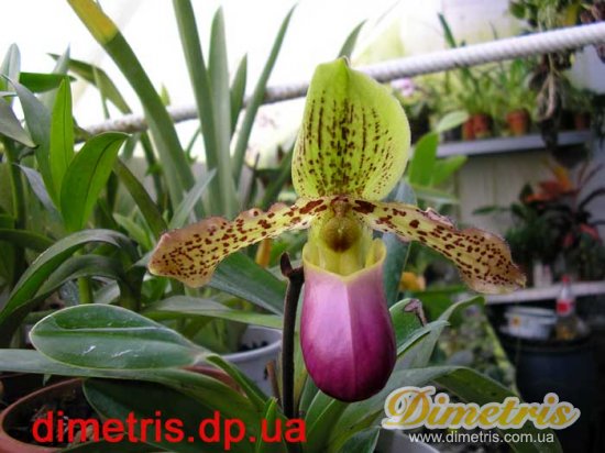  Paphiopedilum 4