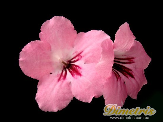  Passion Pink (LLG)
