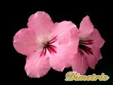 . Passion Pink (LLG)