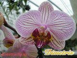 . Phalaenopsis 26