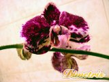 . Phalaenopsis 31