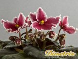 :  . Rockin_ Robin (LLG)