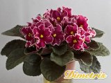 :  . Rumba Red (LLG)