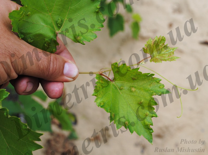 Клещ войлочный виноградный Colomerus vitis