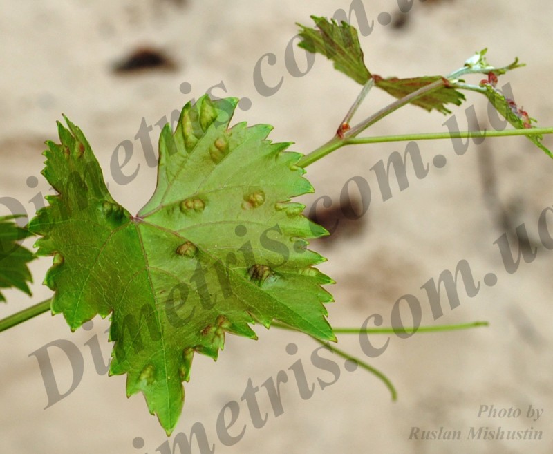Клещ войлочный виноградный Colomerus vitis
