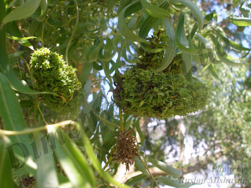 Ивовый галловый клещ Eriophyes triradiatus