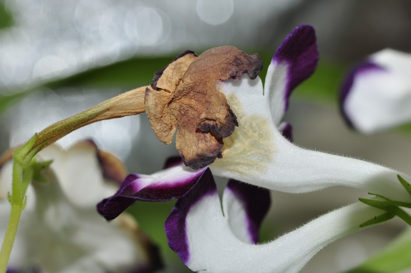 botrytis cinerea