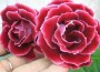 dimetris.com.ua:альбомы:жилина_светлана:глоксиния_-_миниатюрка.jpg