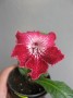 dimetris.com.ua:альбомы:жилина_светлана:barwy_indii.jpg