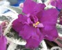 dimetris.com.ua:альбомы:жилина_светлана:blackberry_jam.jpg